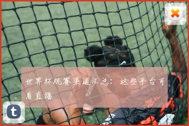 世界杯观赛渠道汇总:这些平台可看直播